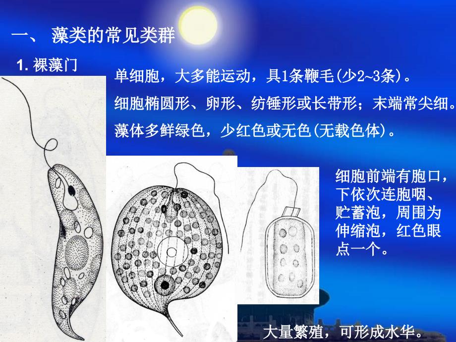 微型藻类PPT课件_第3页