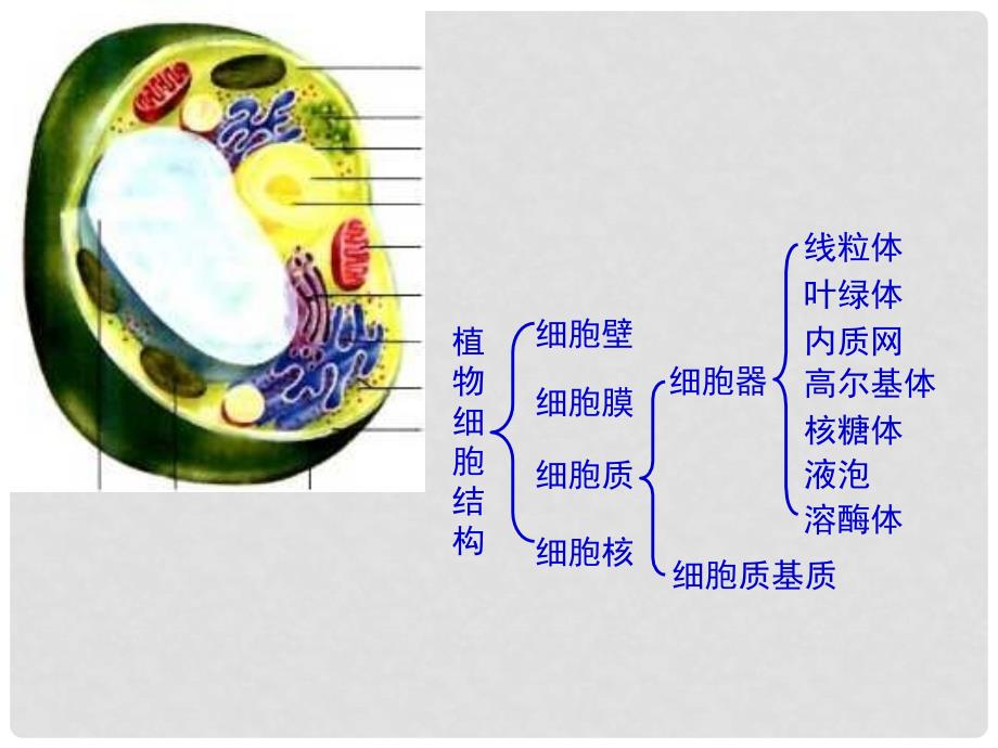 高中生物《细胞的基本结构》 课件1 中图版必修1_第4页