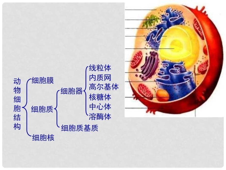 高中生物《细胞的基本结构》 课件1 中图版必修1_第5页