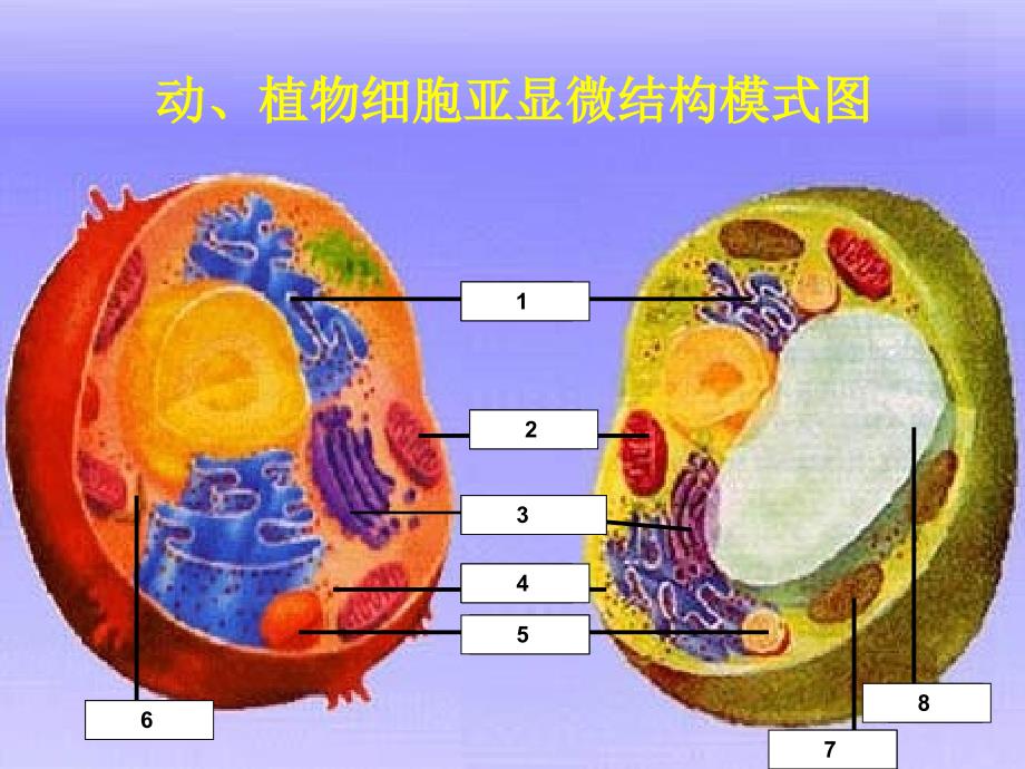 人教版教学ppt 细胞器——系统内的分工合作课件_第4页