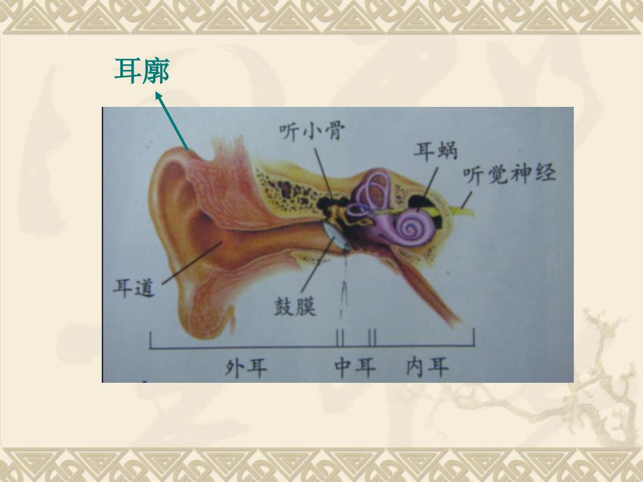 教科版小学科学四年级上册声音单元第六课 我们是怎样听到声音的_第2页