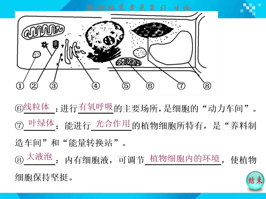 必修1第二单元第2讲细胞器与生物膜系统_第4页