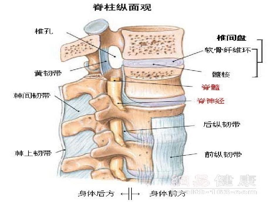 医学院(脊柱骨折)ppt课件_第3页