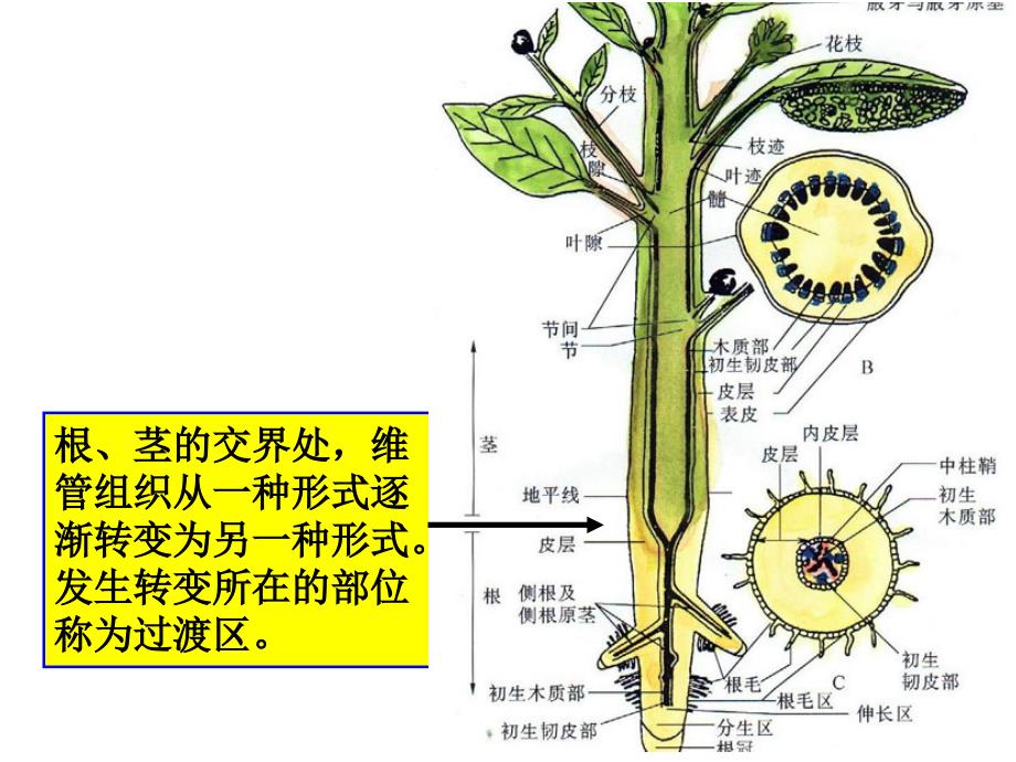 植物学课件：第三章 营养器官-变态及联系_第2页