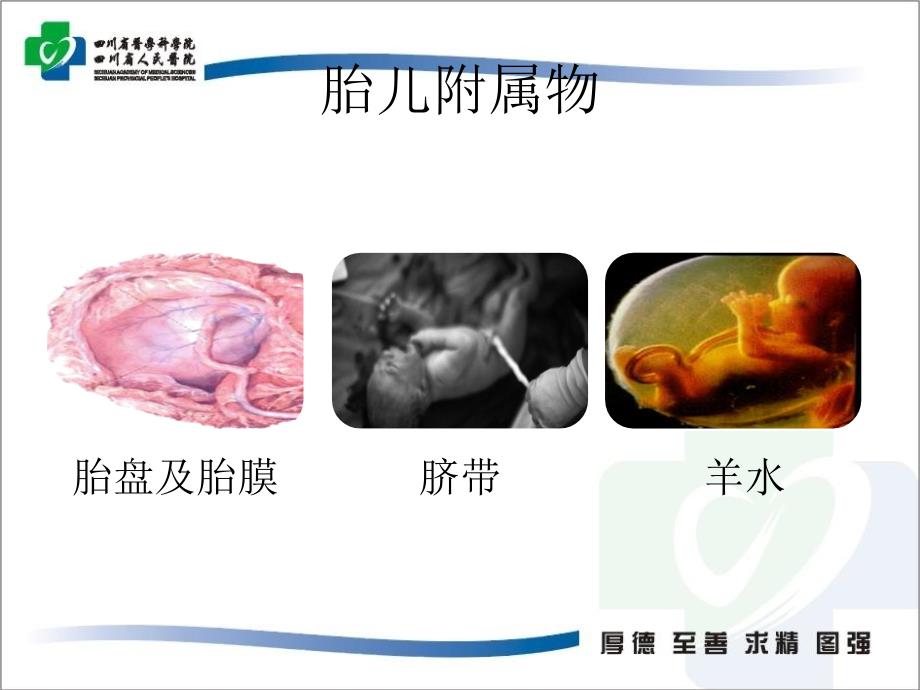 胎儿附属物超声_第2页