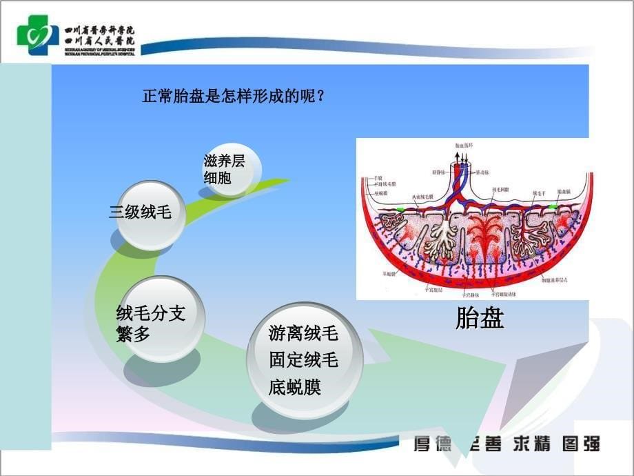 胎儿附属物超声_第5页