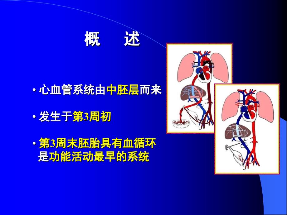 人体组织学与胚胎学之心脏发生课件_第2页