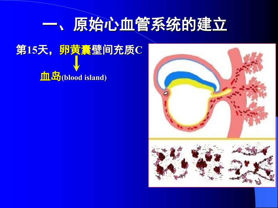 人体组织学与胚胎学之心脏发生课件_第3页