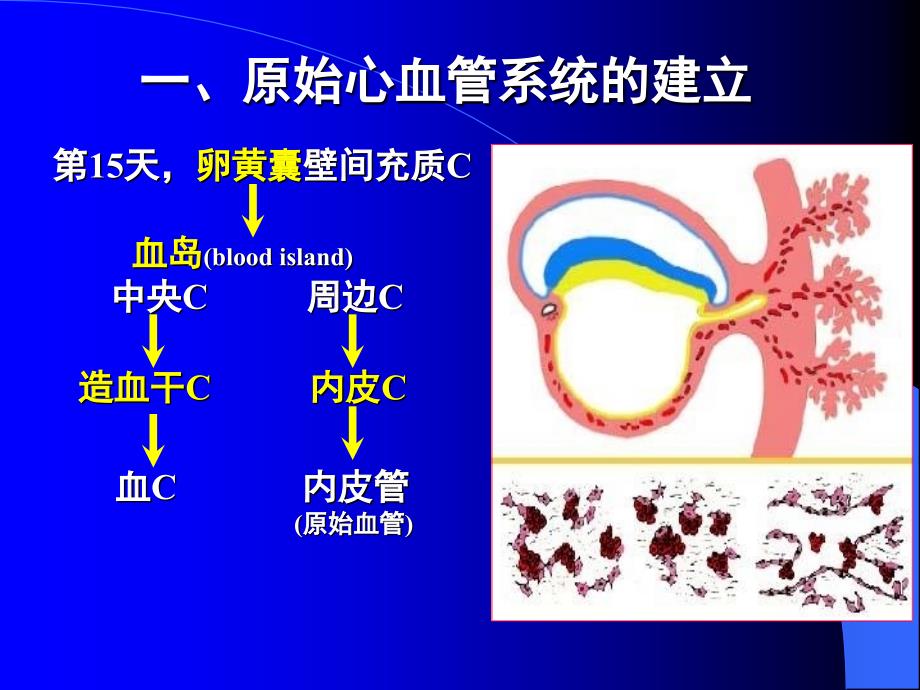 人体组织学与胚胎学之心脏发生课件_第4页