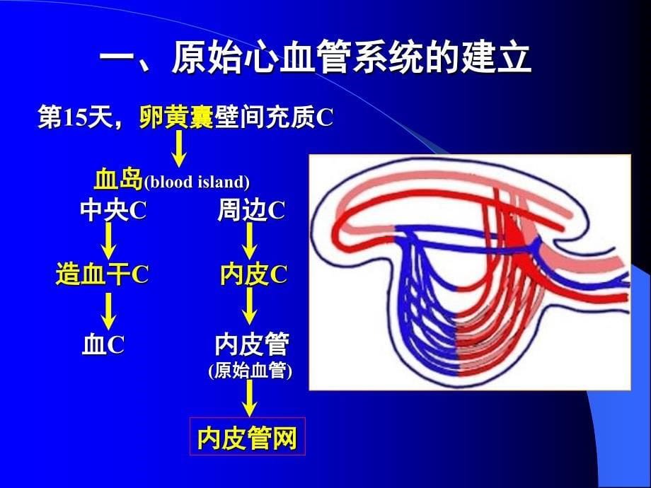 人体组织学与胚胎学之心脏发生课件_第5页