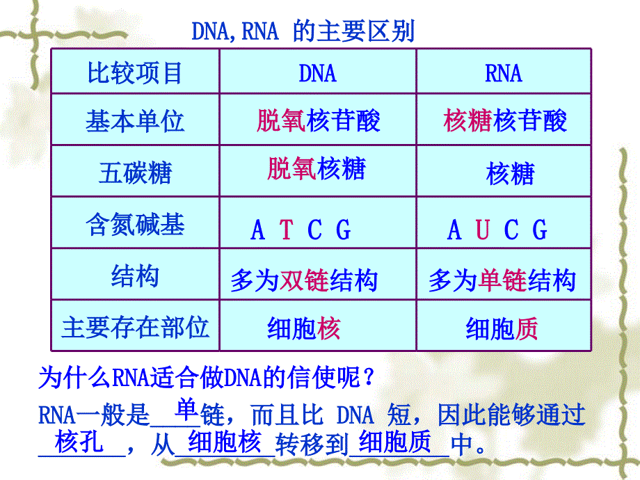 高中生物浙科版必修二第三章第四节遗传信息的表达——RNA和蛋白质的合成_第4页