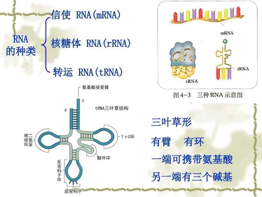 高中生物浙科版必修二第三章第四节遗传信息的表达——RNA和蛋白质的合成_第5页