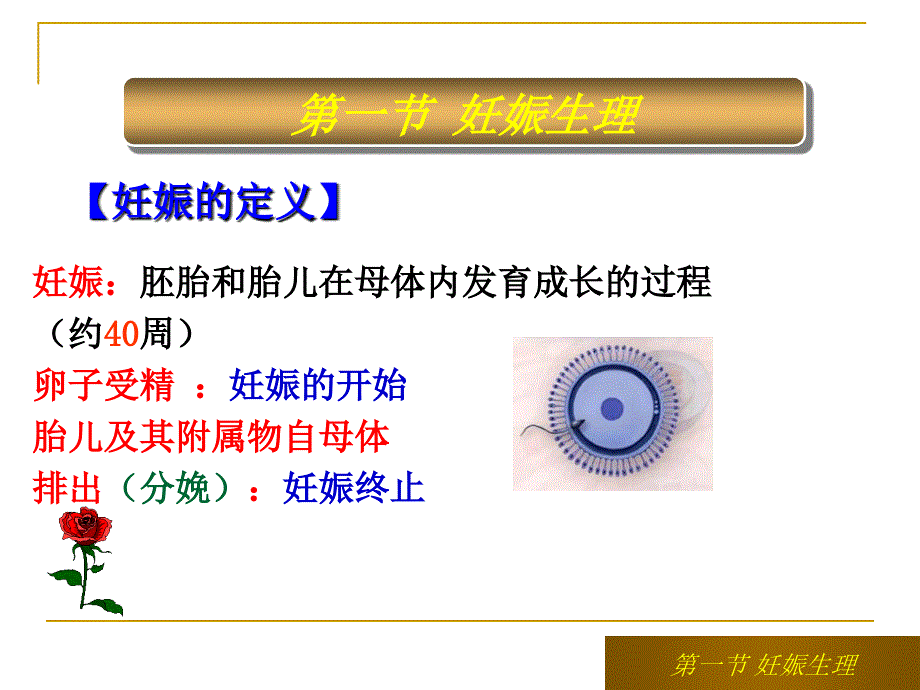 第一节妊娠生理_第4页