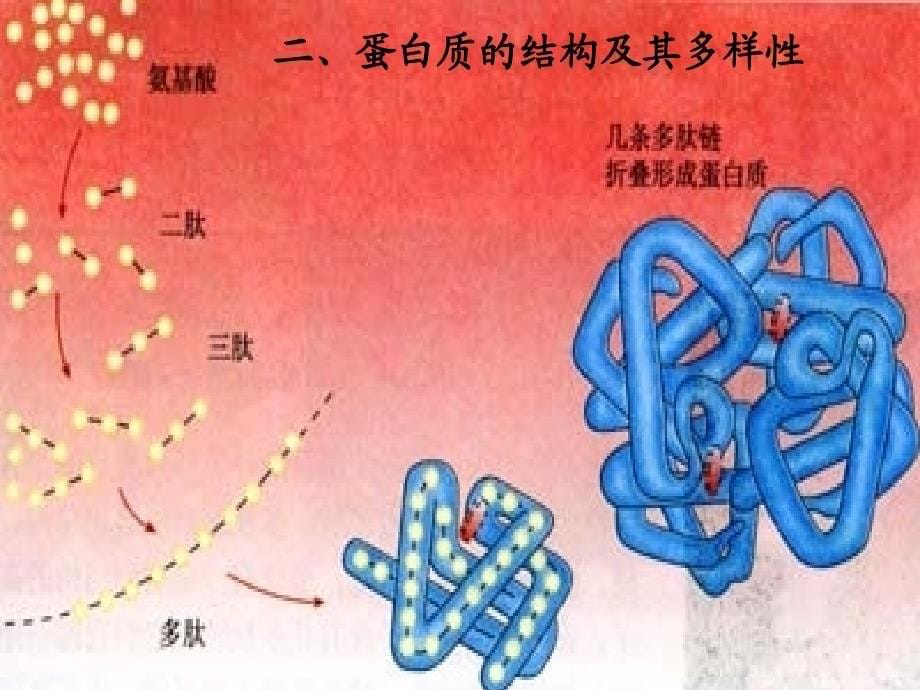 广东省汕头市高中生物 2.2 生命活动的主要承担者——蛋白质课件 新人教版必修1_第5页