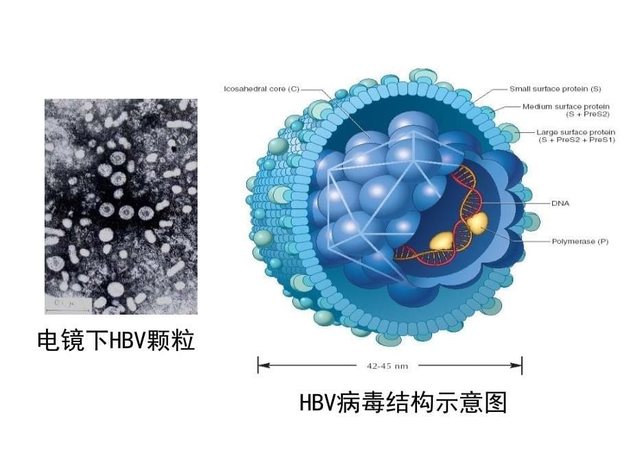 乙型肝炎PPT文档_第5页