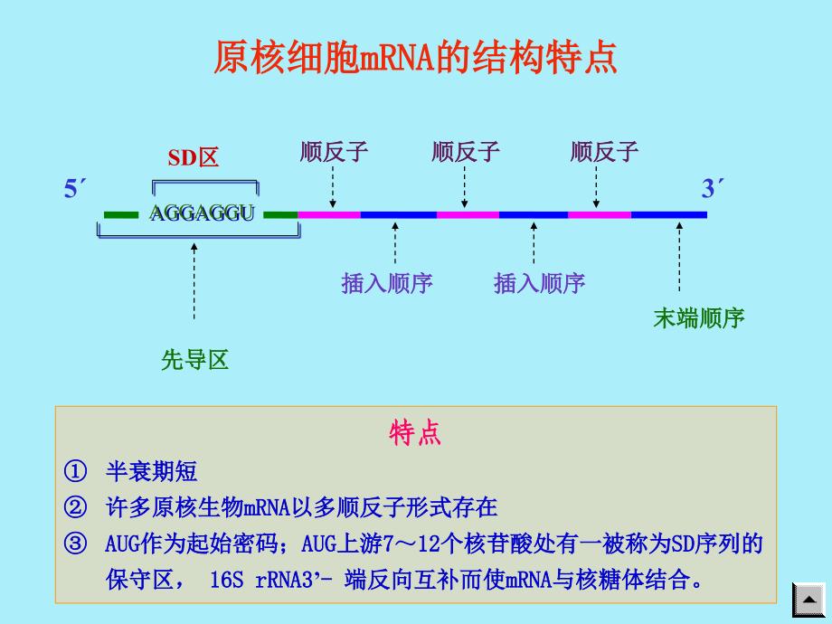 第15章蛋白质的生物合成1课件_第4页