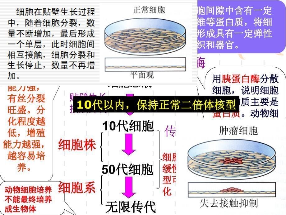 动物细胞培养和核移植技术ppt课件_第5页