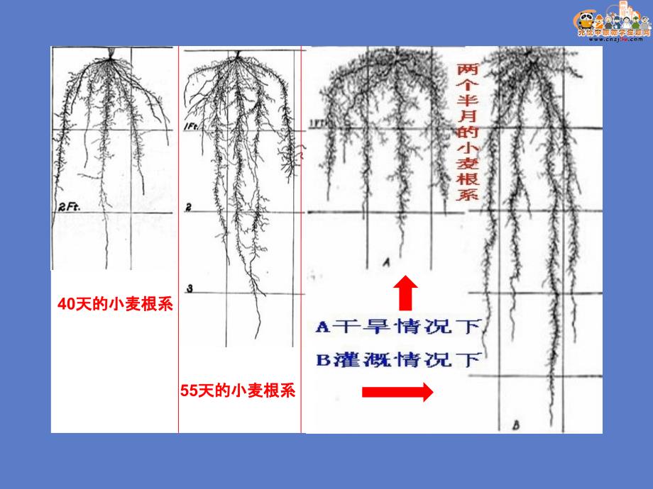 小麦栽培技术小麦的生长发育规律共46页课件_第4页