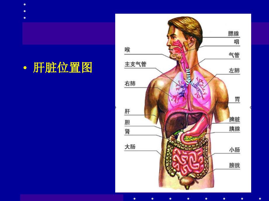 肝癌射频消融及介入治疗 ppt课件_第2页