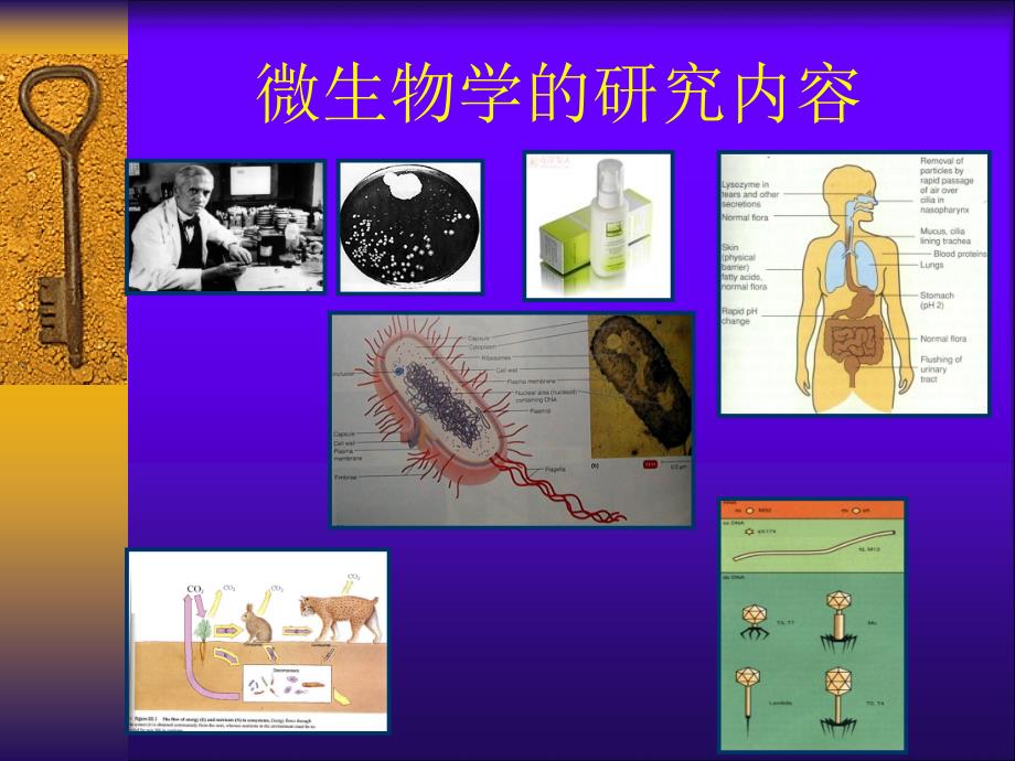 微生物的纯培养与显微技术_第2页