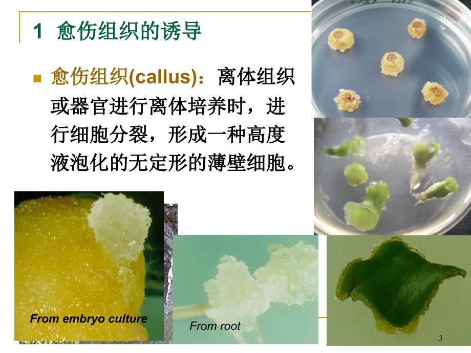 愈伤组织培养ppt课件_第3页