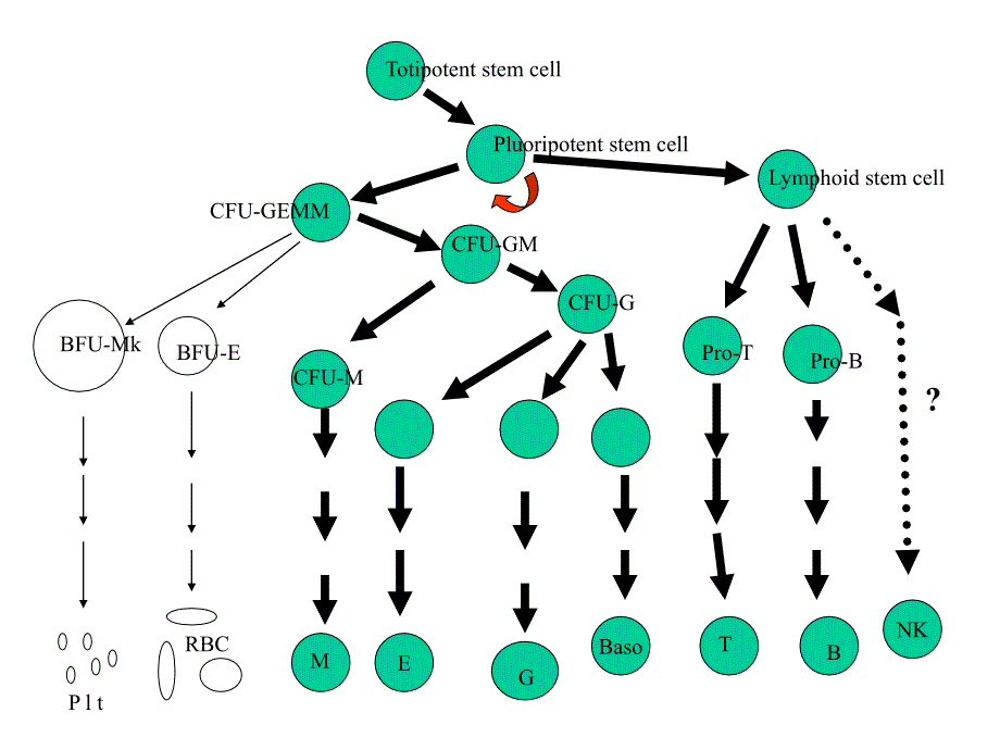 免疫缺陷病教学课件_第3页