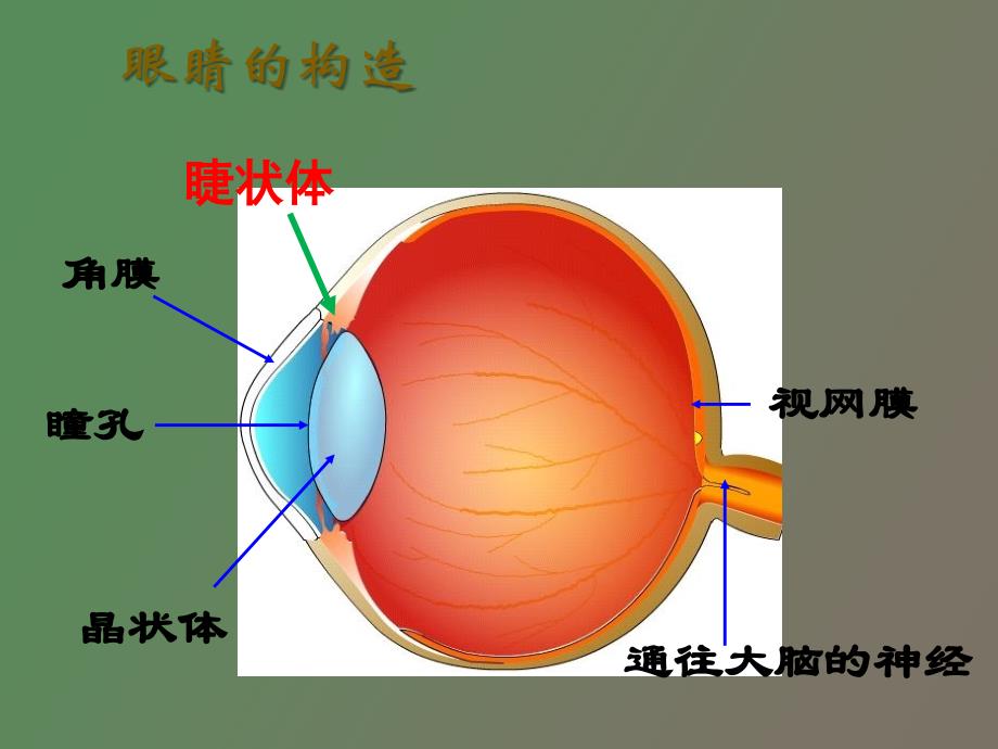 近视眼的防治_第2页