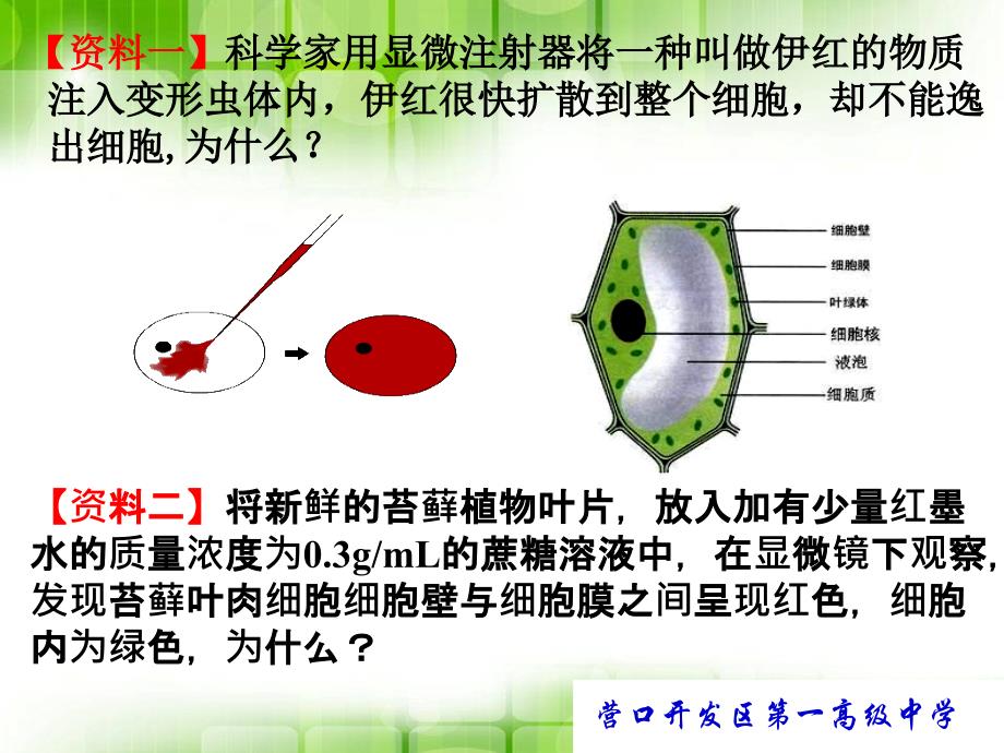 第一节细胞膜的结构与功能_第3页