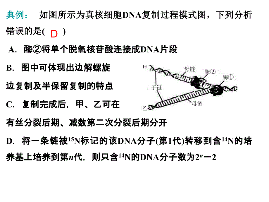 63基因指导蛋白质的合成高考第一轮复习_第2页