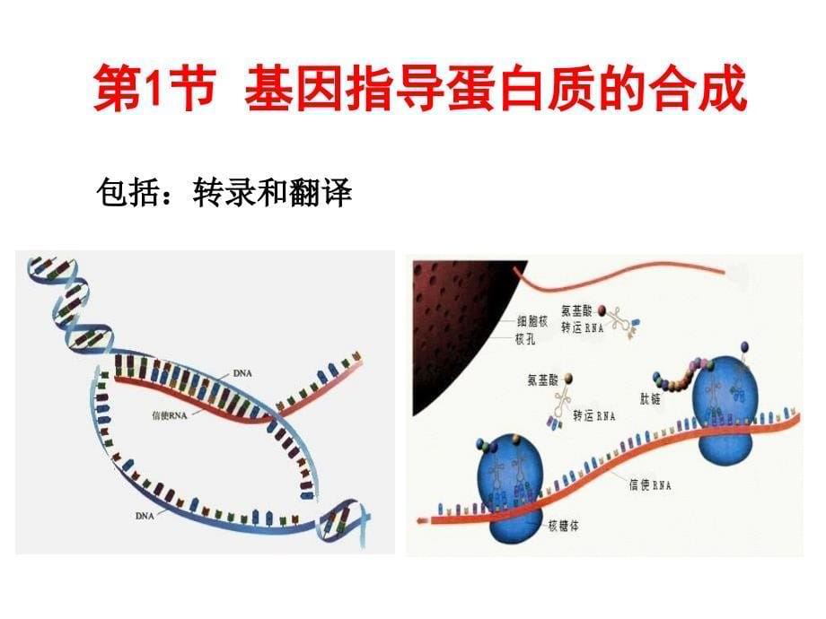 63基因指导蛋白质的合成高考第一轮复习_第5页