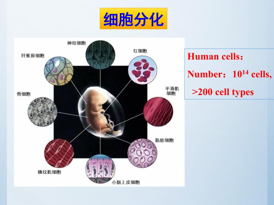 细胞分化干细胞细胞生物学_第2页