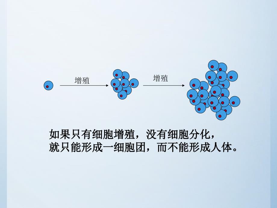 细胞分化干细胞细胞生物学_第4页