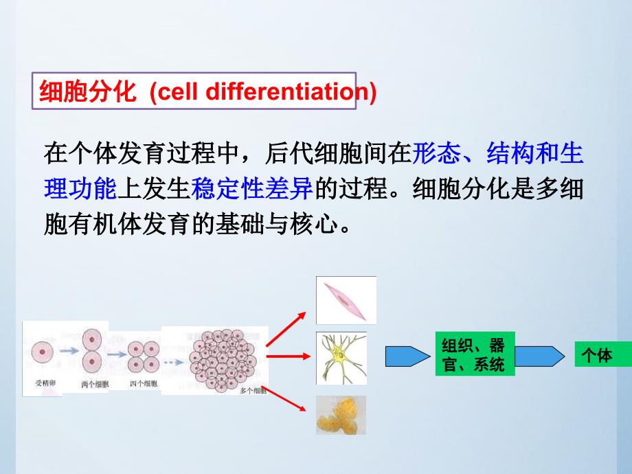 细胞分化干细胞细胞生物学_第5页