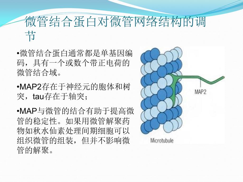 《微管及其应用》PPT课件_第1页