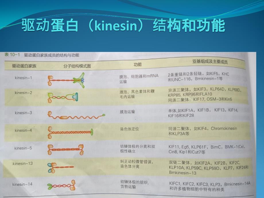 《微管及其应用》PPT课件_第4页