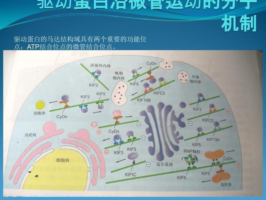 《微管及其应用》PPT课件_第5页