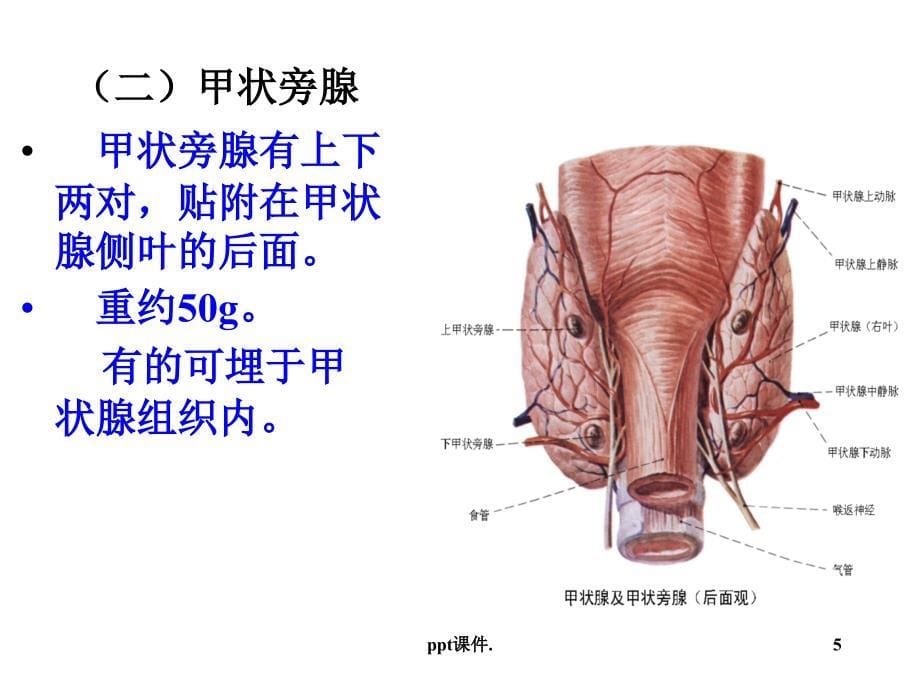 内分泌系统的结构与功能ppt课件_第5页