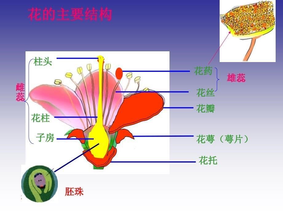 开花和结果课件_第5页