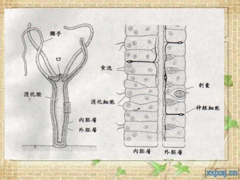 冀少版七年级生物-腔肠动物和扁形动物.ppt_第4页