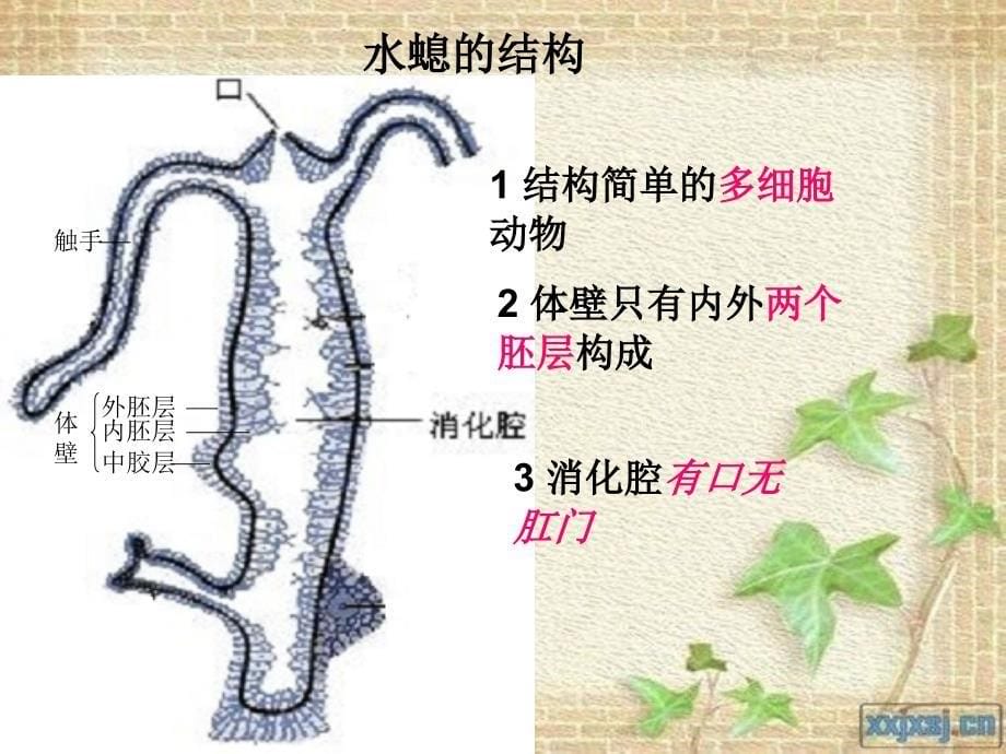 冀少版七年级生物-腔肠动物和扁形动物.ppt_第5页