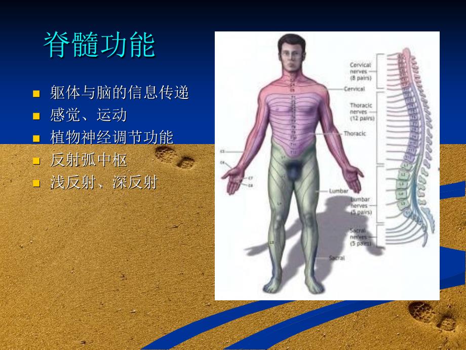 脊柱脊髓损伤的临床康复课件_第2页