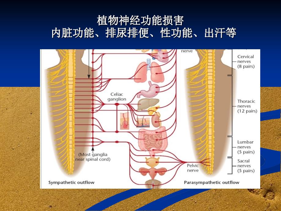 脊柱脊髓损伤的临床康复课件_第4页