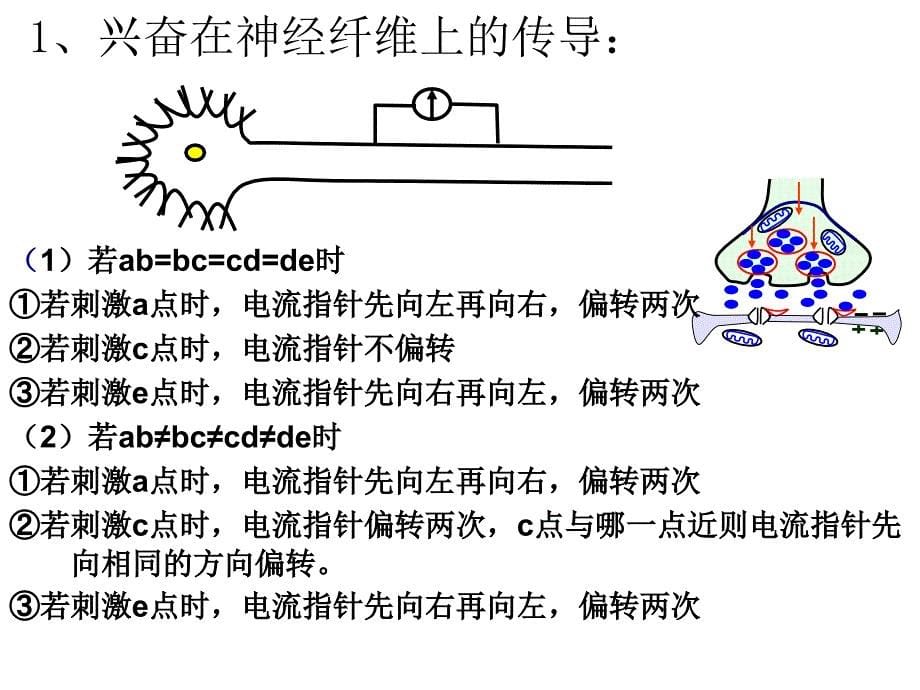 神经-体液-免疫调节(申版).ppt_第5页