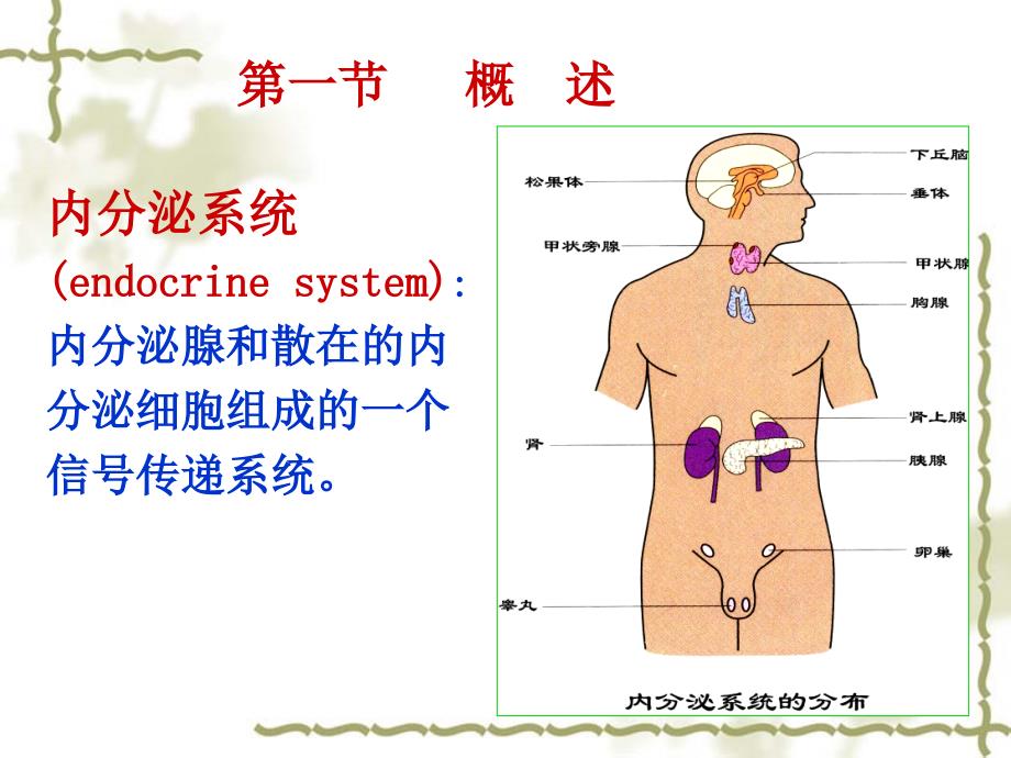 生理学11章内分泌ppt课件_第2页