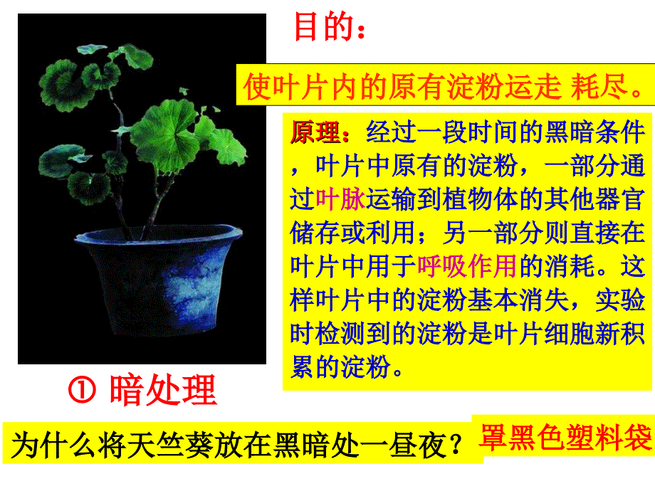 济南版绿色植物的光合作用课件_第3页