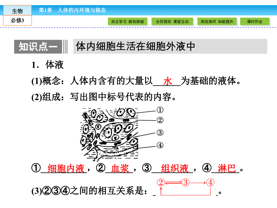 生物必修三第一章复习用PPT课件_第2页