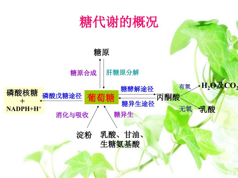 葡萄糖、脂肪和氨基酸之间相互转变的途径和枢纽_第3页