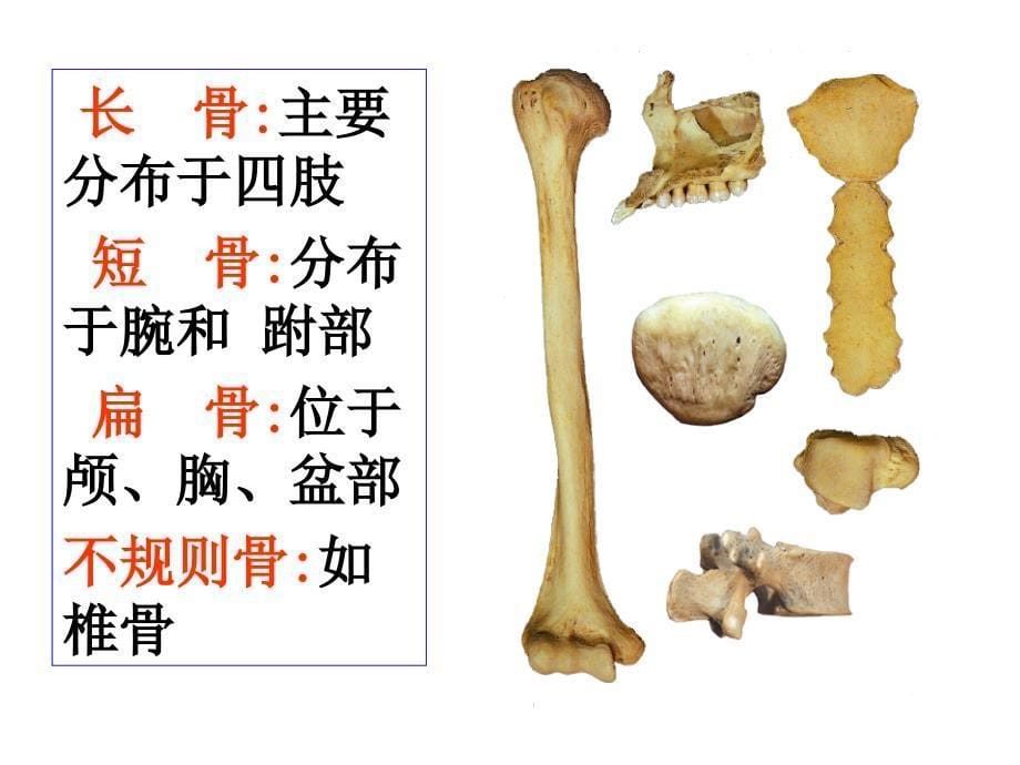 动物生理学运动系统_第5页