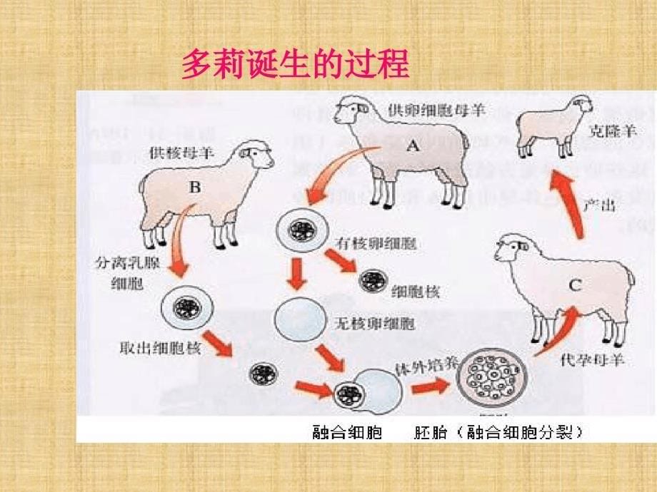 初中八年级生物上册202性状遗传的物质基础名师优质课件2新版北师大版_第5页