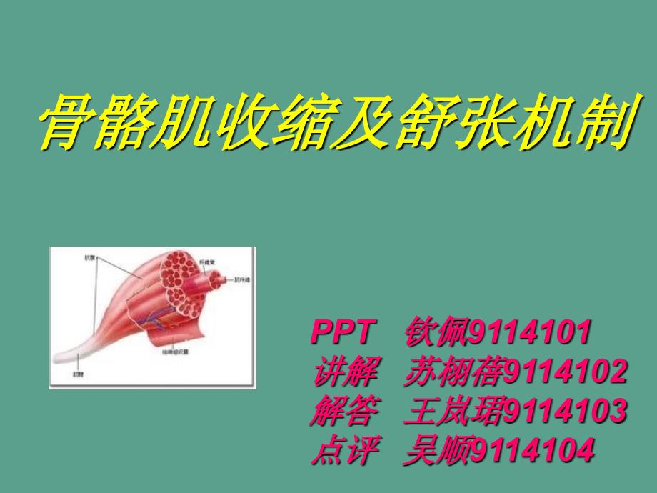 骨骼肌收缩及舒张ppt课件_第1页